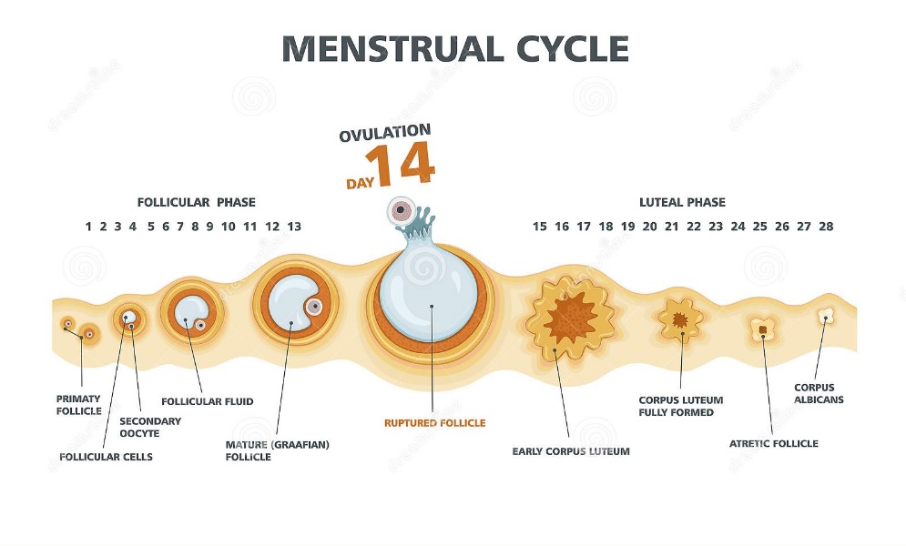 what is ovulation